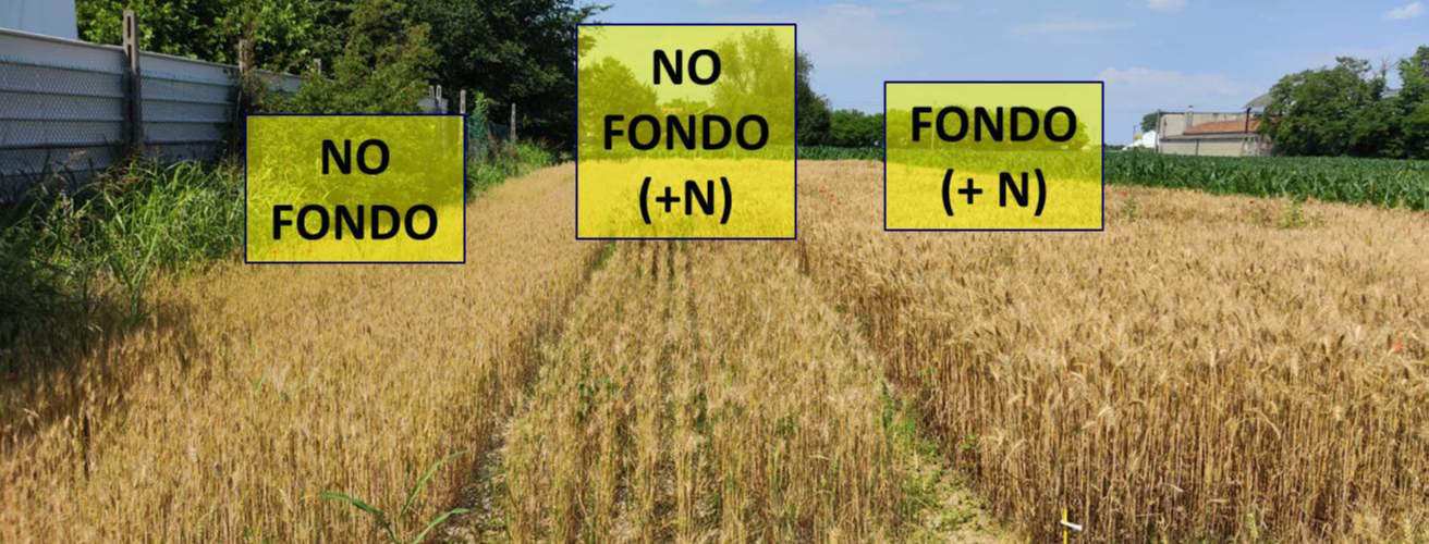 concimazione di fondo