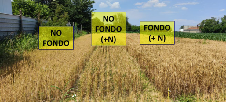 concimazione di fondo