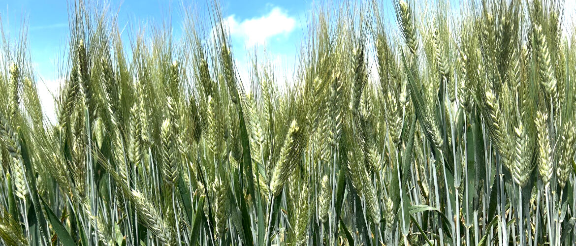 septoria no grazie