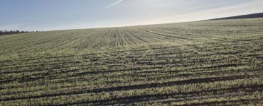 a foggia meno 40% di semine