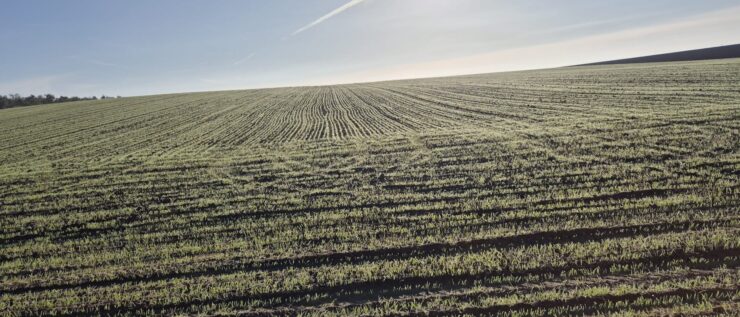 a foggia meno 40% di semine