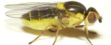 mosca gialla del grano