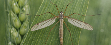 Tipula del grano