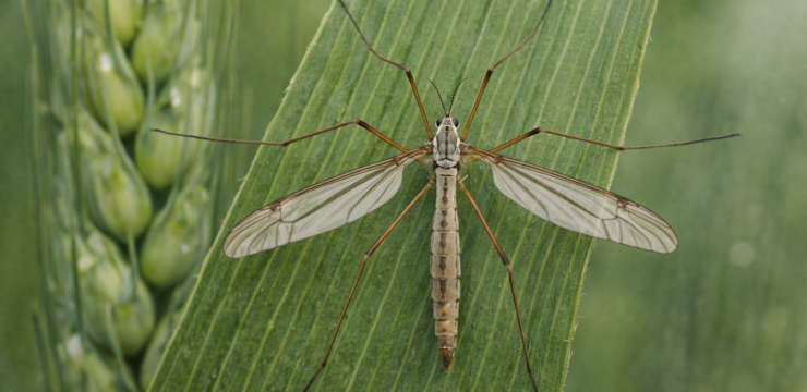 Tipula del grano