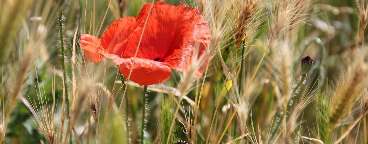 come si controllano le infestanti