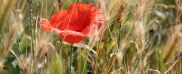 come si controllano le infestanti