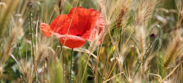 come si controllano le infestanti