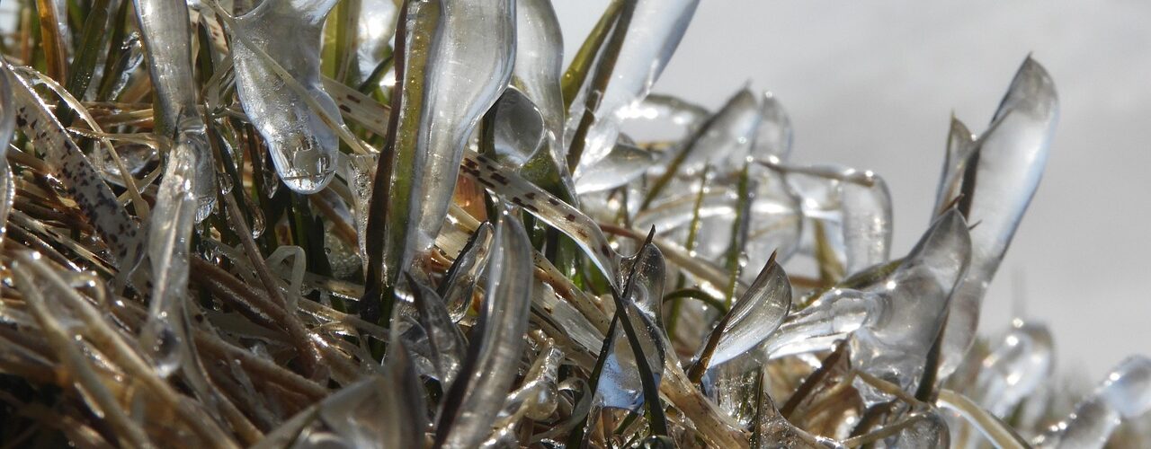 proteggere il frumento