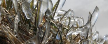 proteggere il frumento