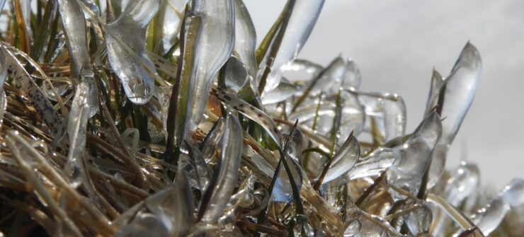 proteggere il frumento