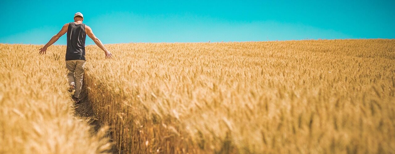 come cambia il grano in capitanata