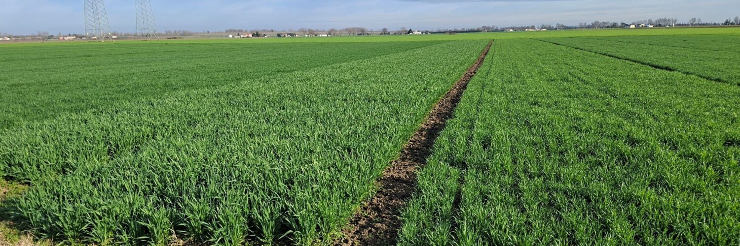 ferrara accestimento