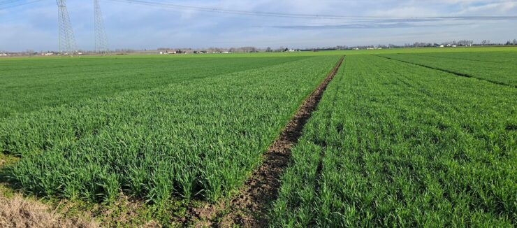 ferrara accestimento