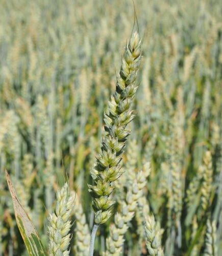 tenero stabile nel pavese