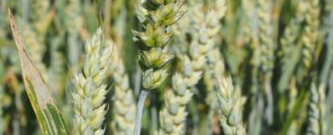 tenero stabile nel pavese