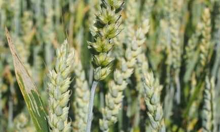 tenero stabile nel pavese