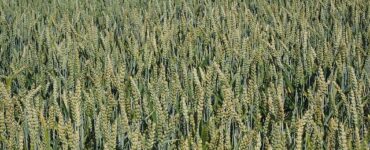 se il campo &egrave; ben strigliato