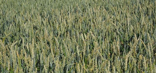 se il campo &egrave; ben strigliato