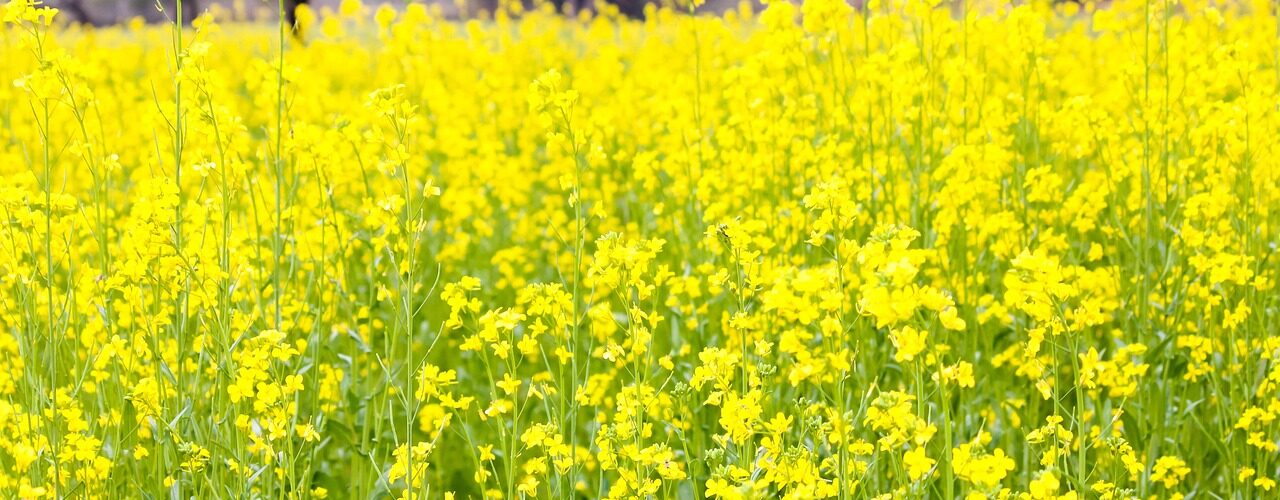 rigenerare dalle parole ai fatti