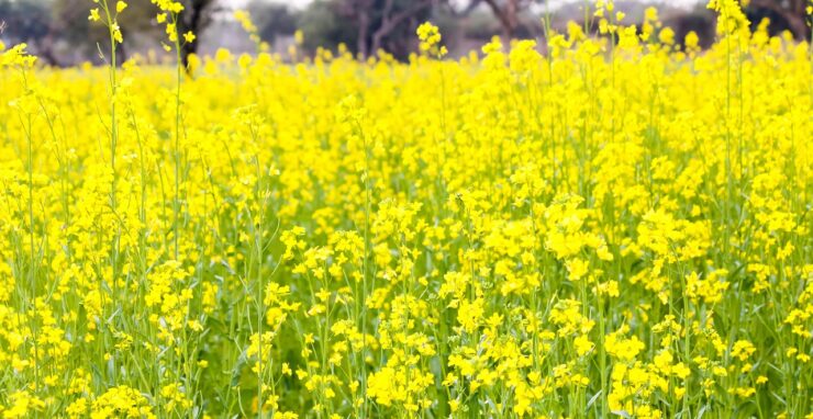 rigenerare dalle parole ai fatti