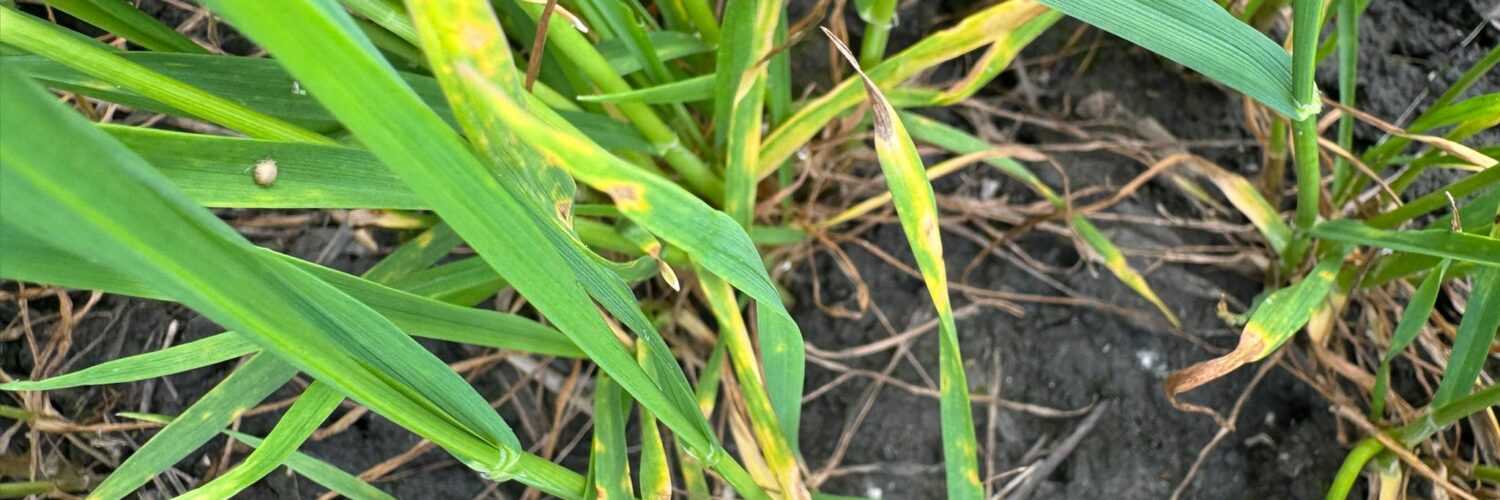 septoria primavera rischio