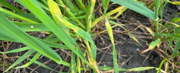 septoria primavera rischio