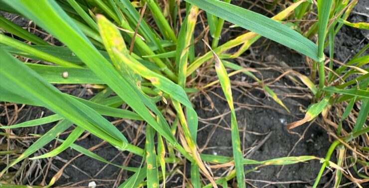 septoria primavera rischio