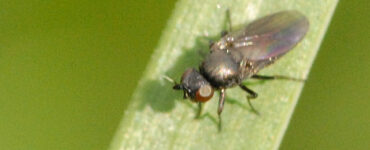 mosca frit