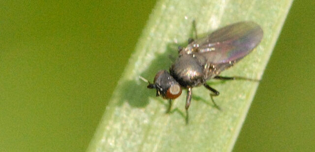 mosca frit