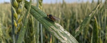 mosche che spengono il grano