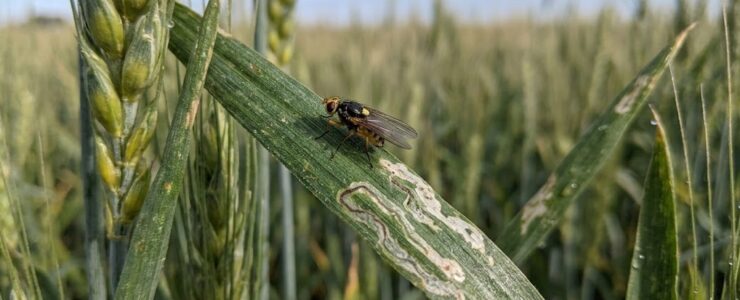 mosche che spengono il grano