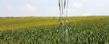 biodiversità in campo