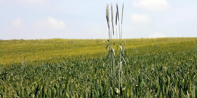 biodiversità in campo