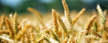 crisi oltrepò pavese