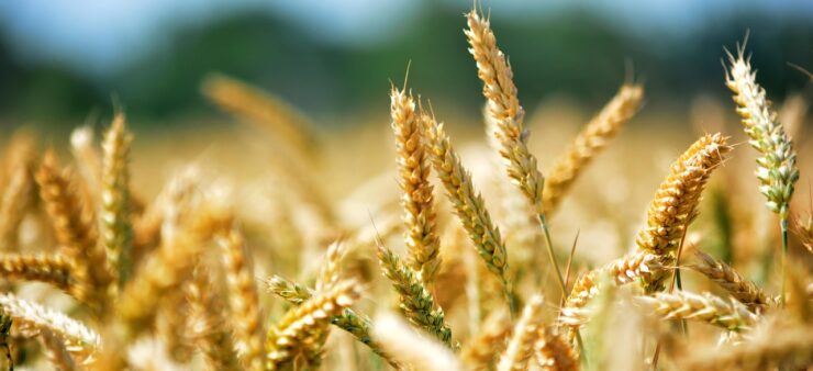 crisi oltrepò pavese