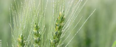 IL LAZIO SI AFFIDA ALLE ROTAZIONI