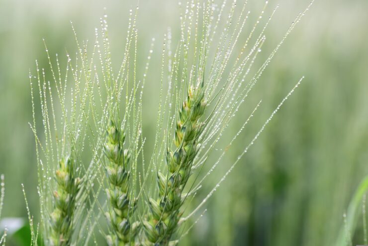 IL LAZIO SI AFFIDA ALLE ROTAZIONI