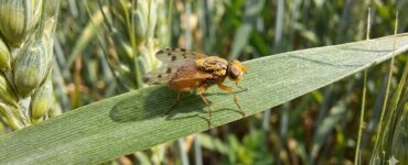 mosca gialla