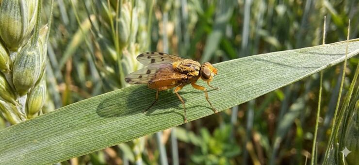 mosca gialla