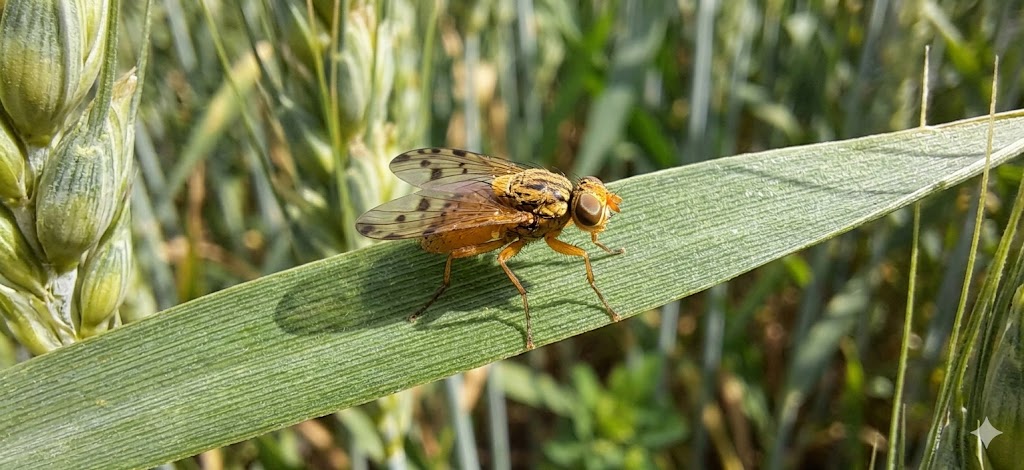 mosca gialla