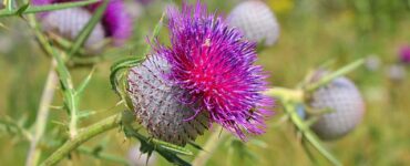 soluzioni contro perennanti