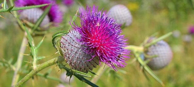 soluzioni contro perennanti