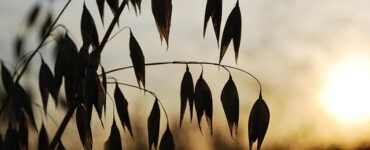 clima cambia infestanti