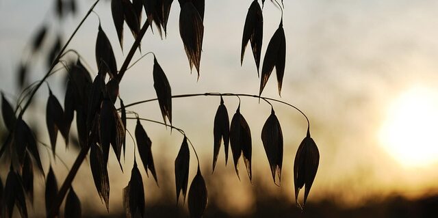 clima cambia infestanti