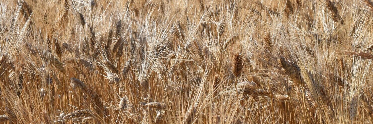 Buone rese per il duro siciliano