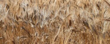 Buone rese per il duro siciliano