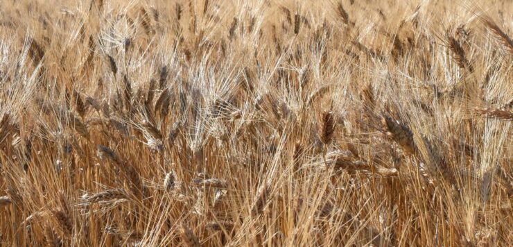 Buone rese per il duro siciliano