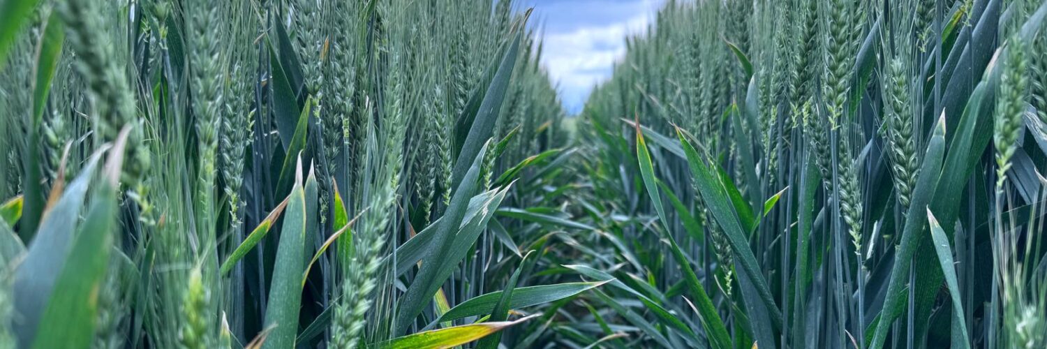 concima meglio salva il margine