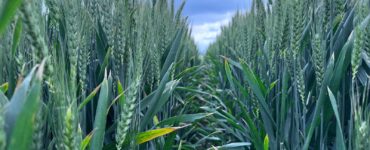 concima meglio salva il margine