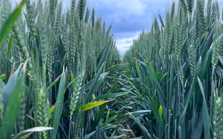 concima meglio salva il margine